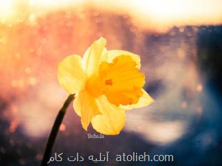 عکس های زیبا از گل ها